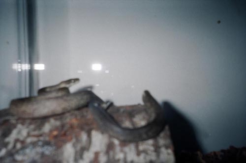 Maclot's python