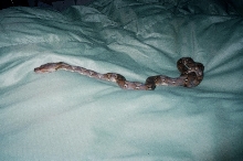 baby retic