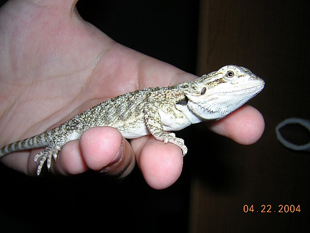 Another pic of Squishy at 1.5 months