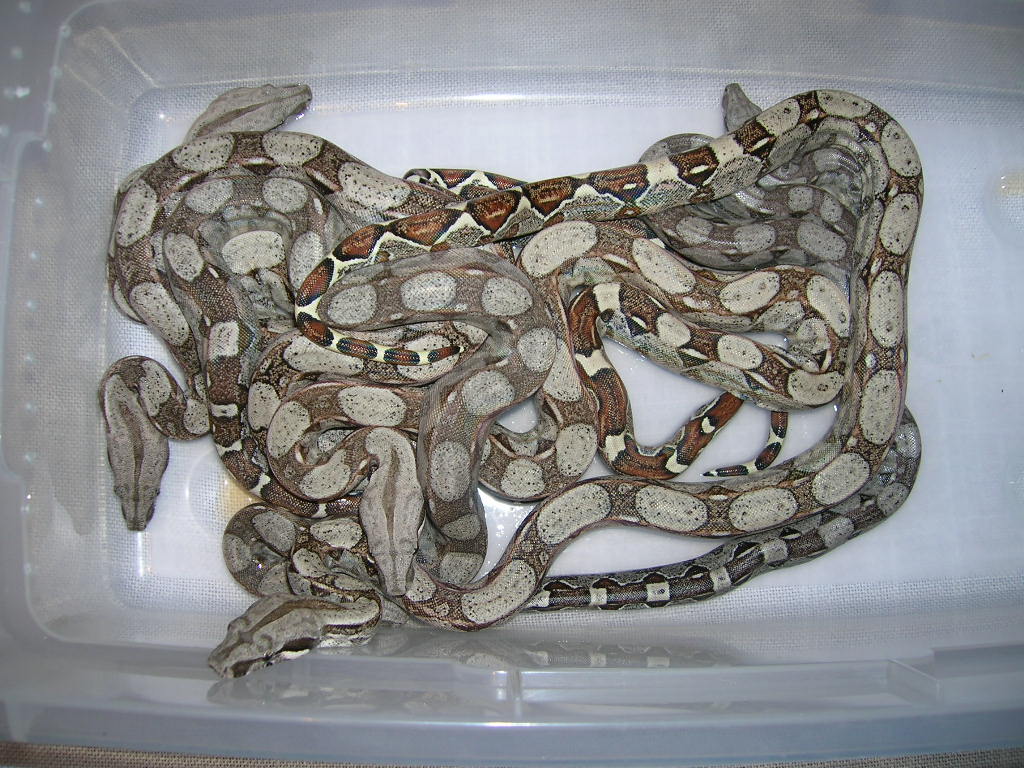 BCI