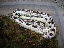 Cal King Nesting