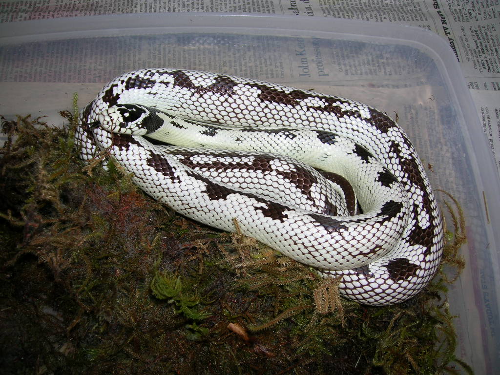 Cal King Nesting