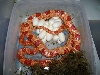 Corn snake