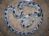 Female Cal King