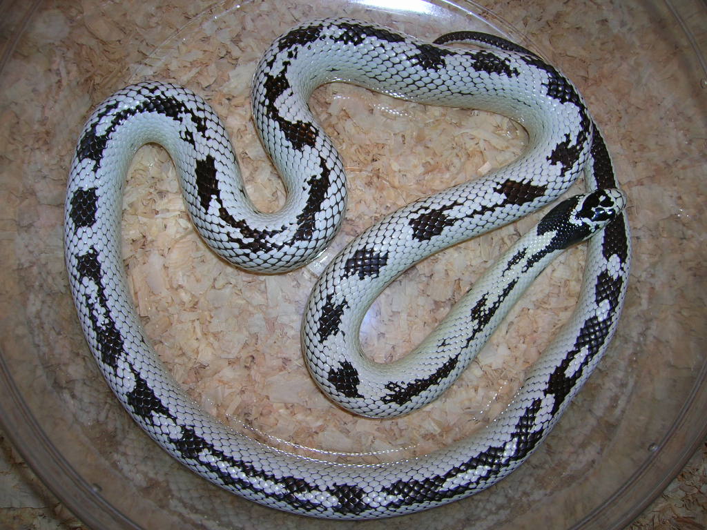Female Cal King