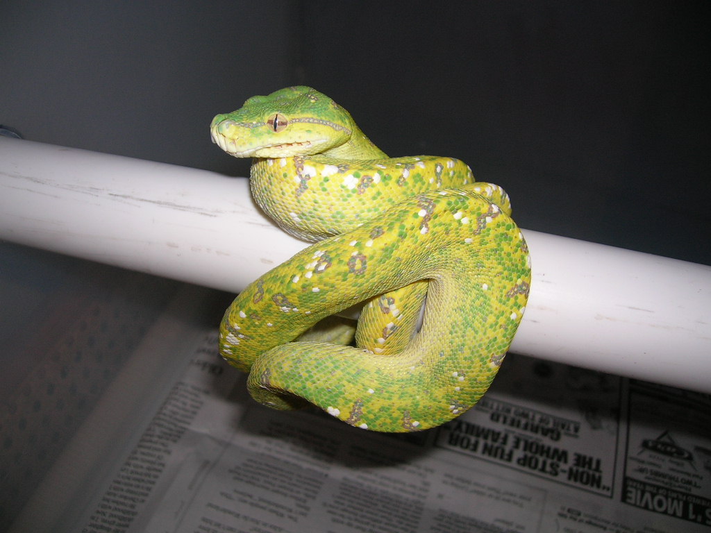 Female Chondro