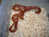 Female het. Lavender Corn
