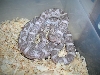 Female Lavender Corn