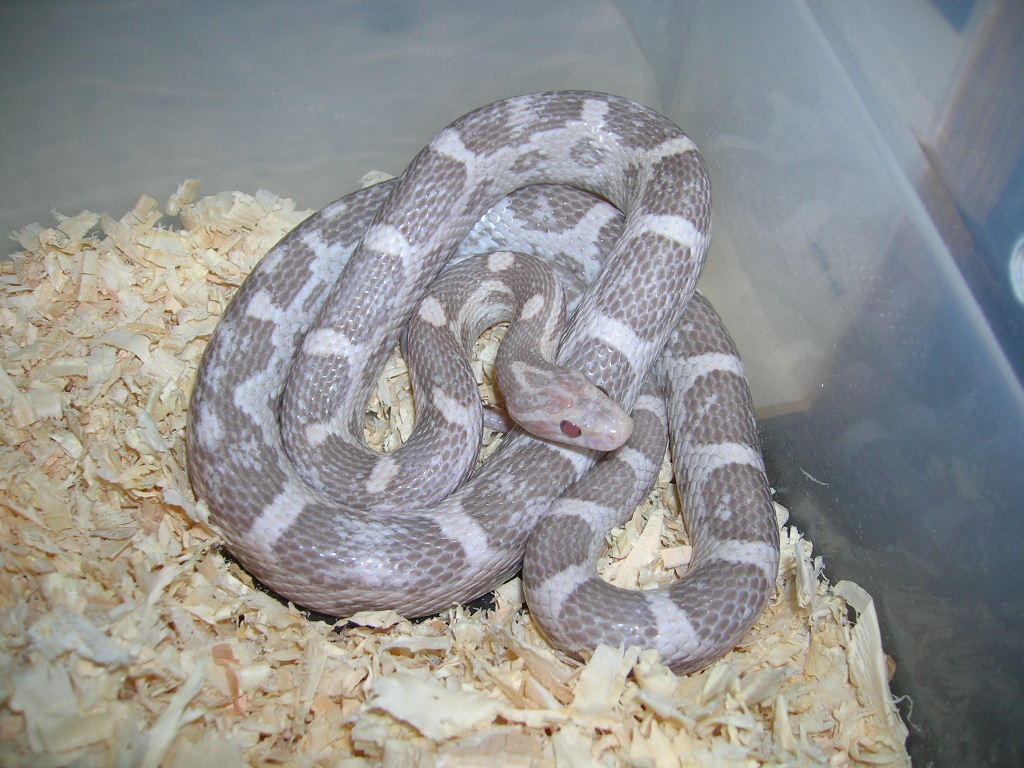 Female Lavender Corn