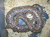 Female Rosy