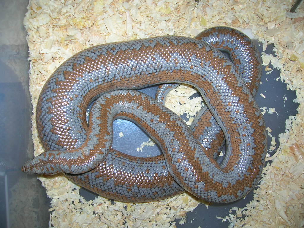 Female Rosy