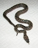 Female #3