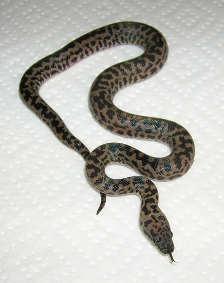 Female #3