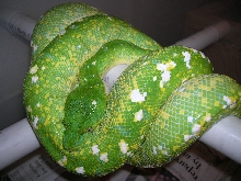 Female Chondro #2