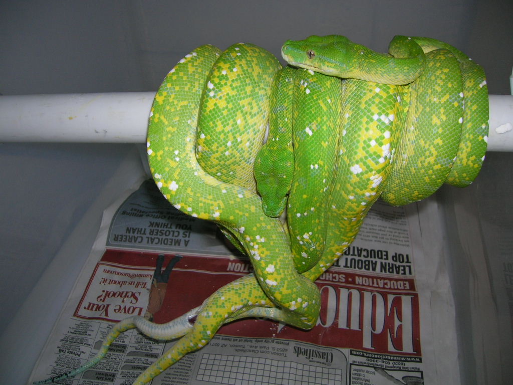 GTP Copulation