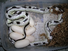 Cal King Eggs