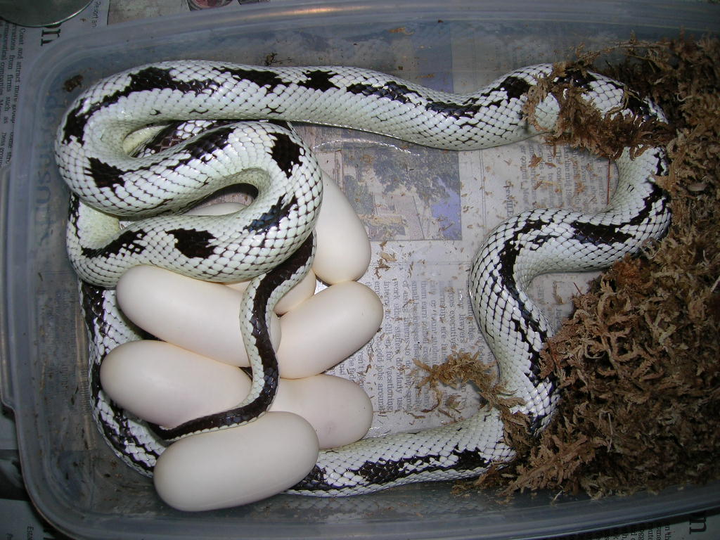 Cal King Eggs