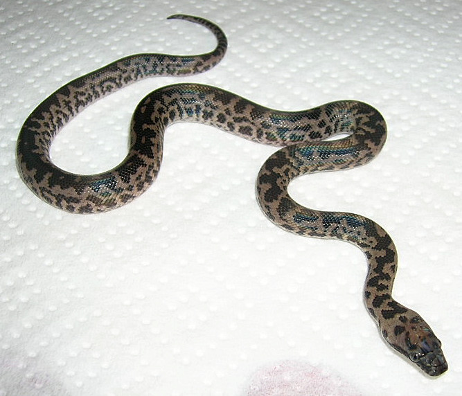 Male #1