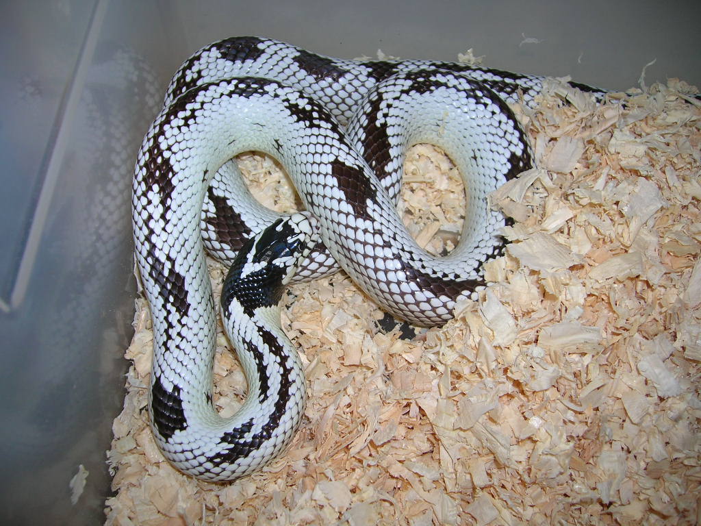 Male Cal King