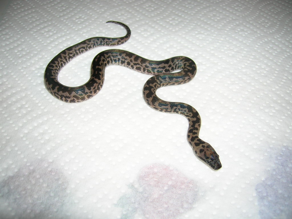Male Spotted #1