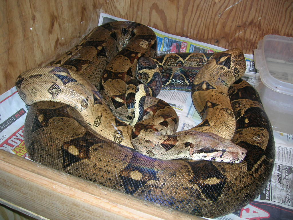 Boas Breeding