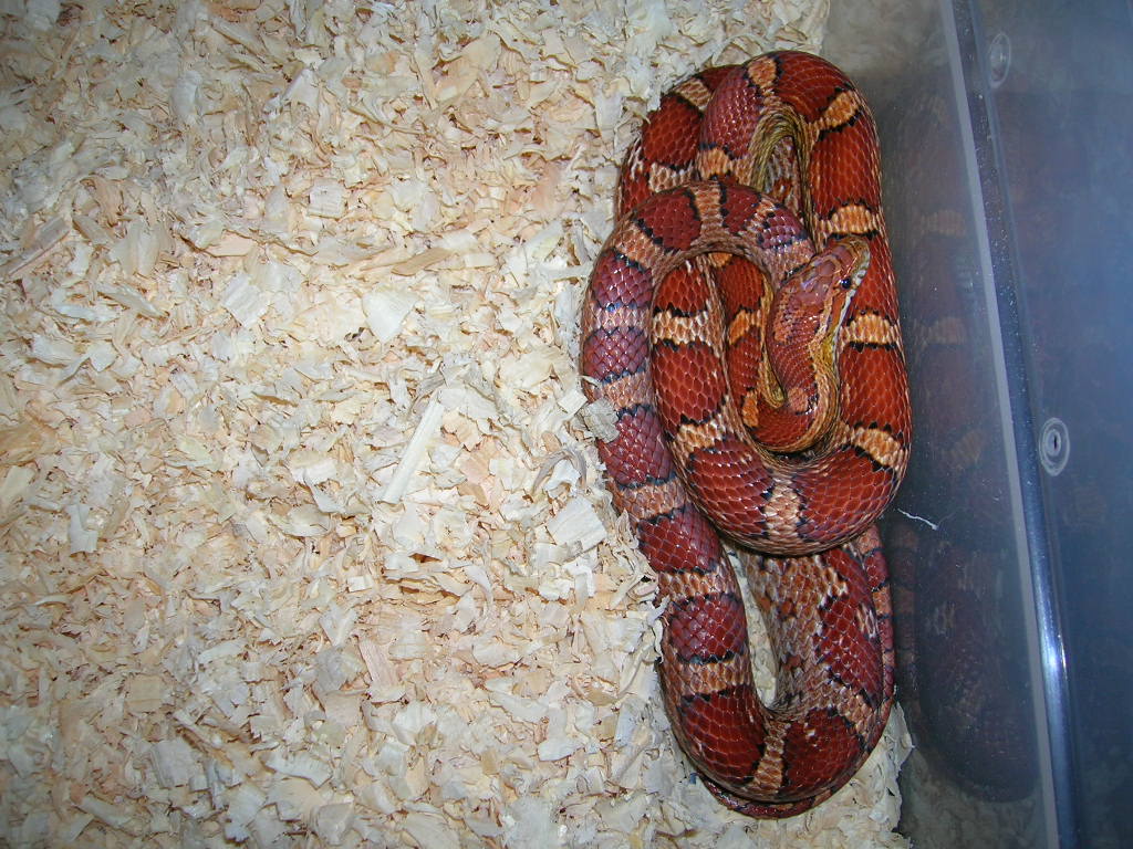 male het lavender