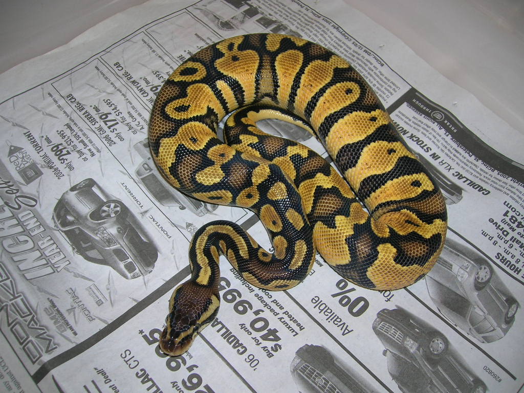 pastel