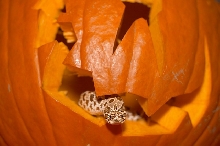Hognose Halloween