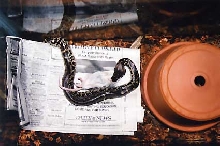 Negrita feeding!
