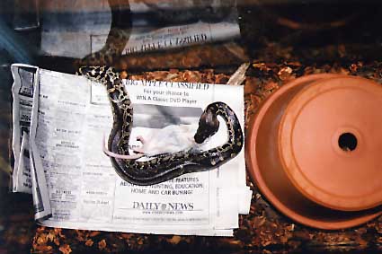 Negrita feeding!
