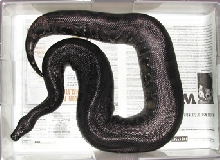 Sumatran short-tail - Chiquita