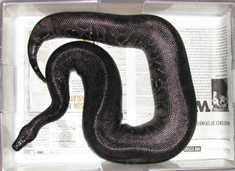 Sumatran short-tail - Chiquita