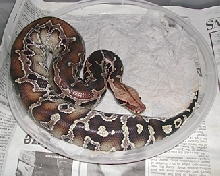 Sarawak Short-tail Python