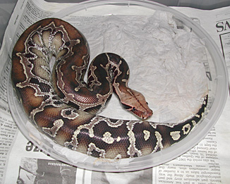 Sarawak Short-tail Python