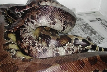 Breeding Black Bloods!