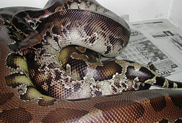Breeding Black Bloods!