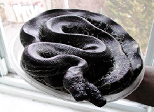 Black blood Pie!