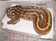 Sumatran Red Blood/Nikita