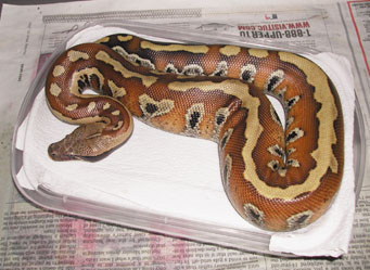 Sumatran Red Blood/Nikita