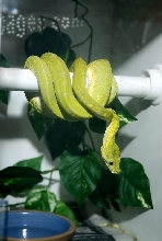 Biak male. Sunny