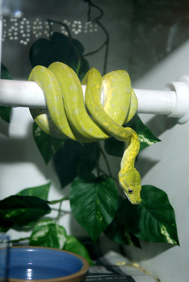 Biak male. Sunny
