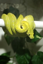 Biak male. Sunny