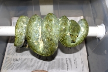 A very gravid biak female