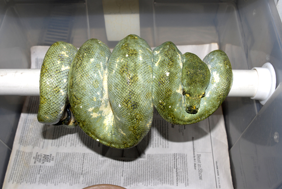A very gravid biak female