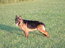 Apollo drying after a day of swimming