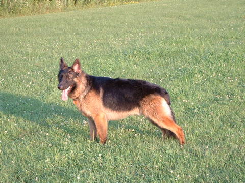 Apollo drying after a day of swimming