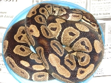 Violet my normal female BP