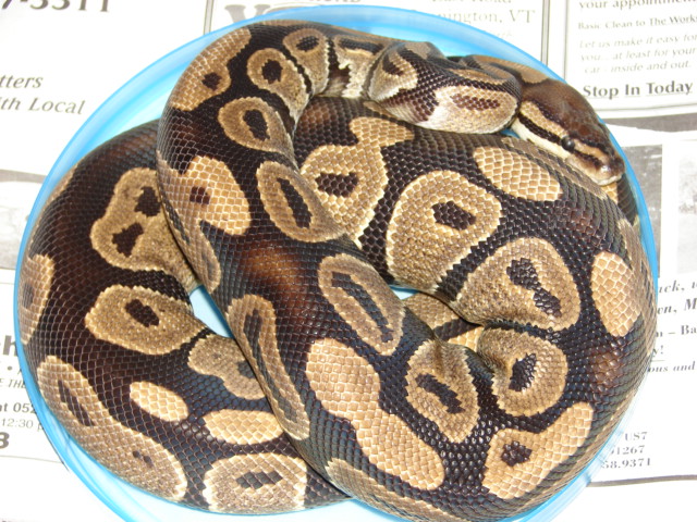 Violet my normal female BP