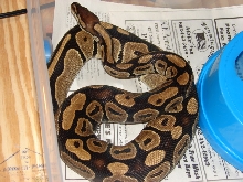 Violet my normal female BP
