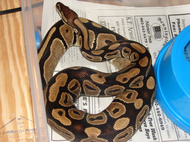 Violet my normal female BP